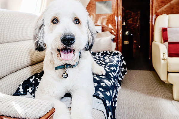 Pet Travel in the UK on Private Jet