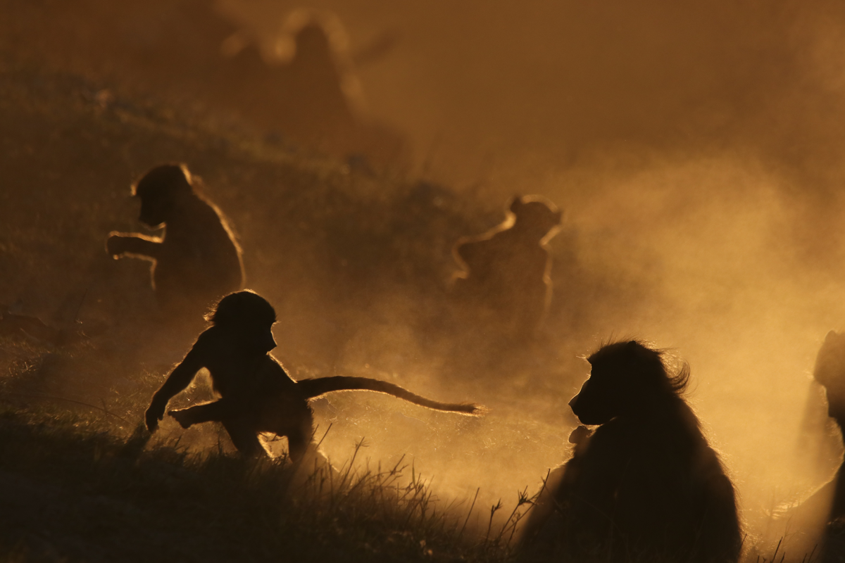 Small monkeys play at sunset, capturing the essence of luxury travel and unique wildlife experiences in Africa.