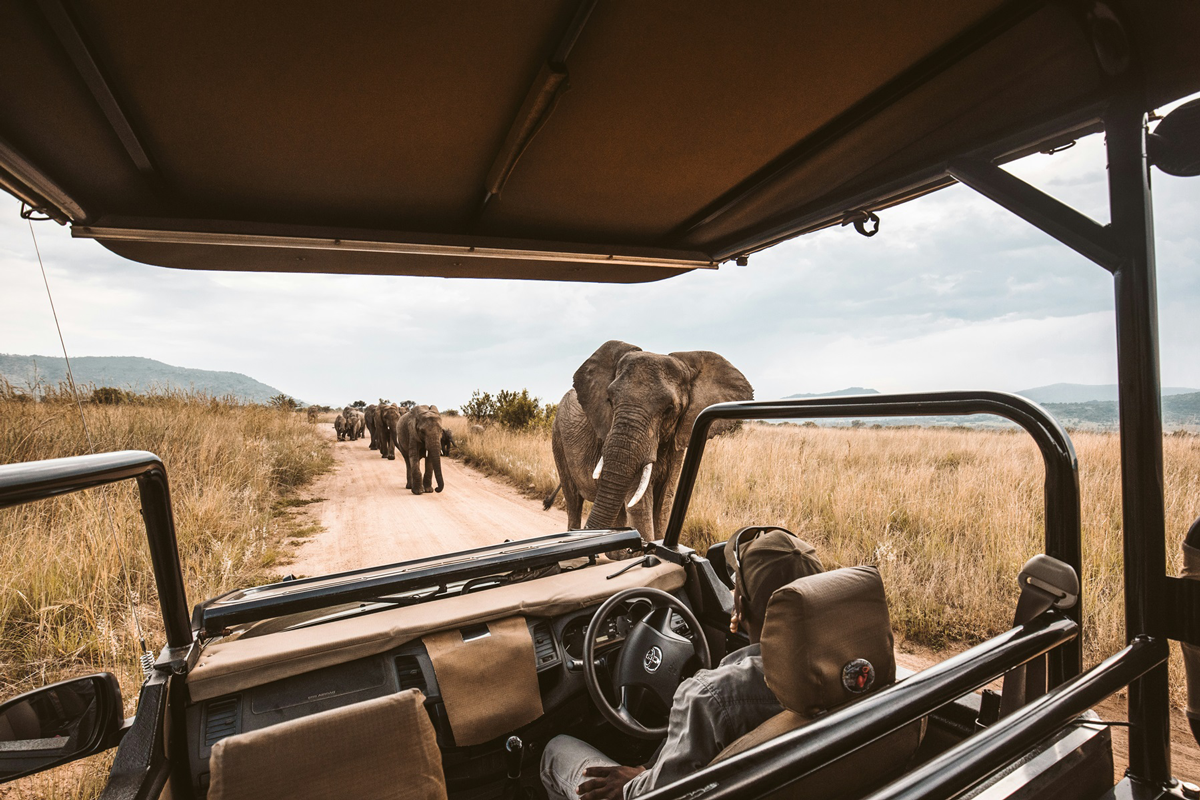 Safari vehicle view of elephants passing by, showcasing luxury travel and bespoke African safari experiences with private jet access.